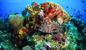 Arrecife Mesoamericano, en Islas de la Bahía