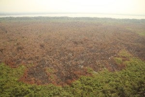 Cientos de héctareas fueron destruidas.