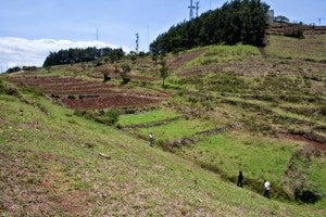 Cultivos en el Cerro de Hula.